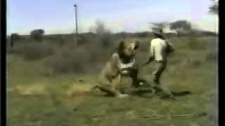 Lion attacks hunter in African Safari screenshot 1