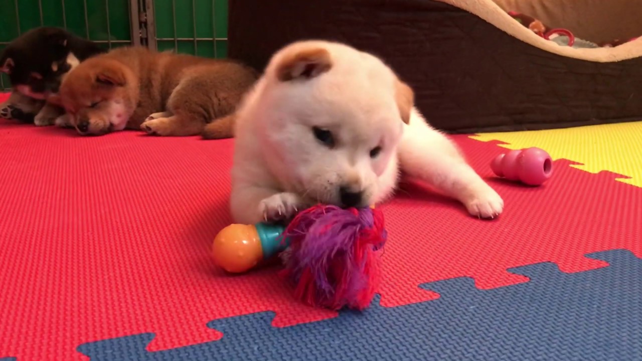 Holly enjoying a toy
