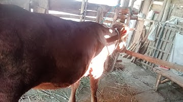 18 Hari Setelah IB sapi SIMENTAL #sapi #sapisimental