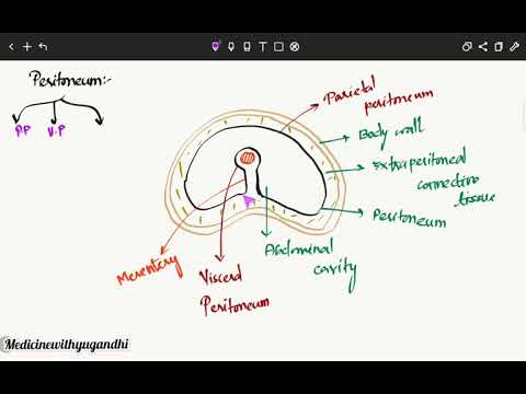 PERITONEUM||ABDOMEN||ANATOMY