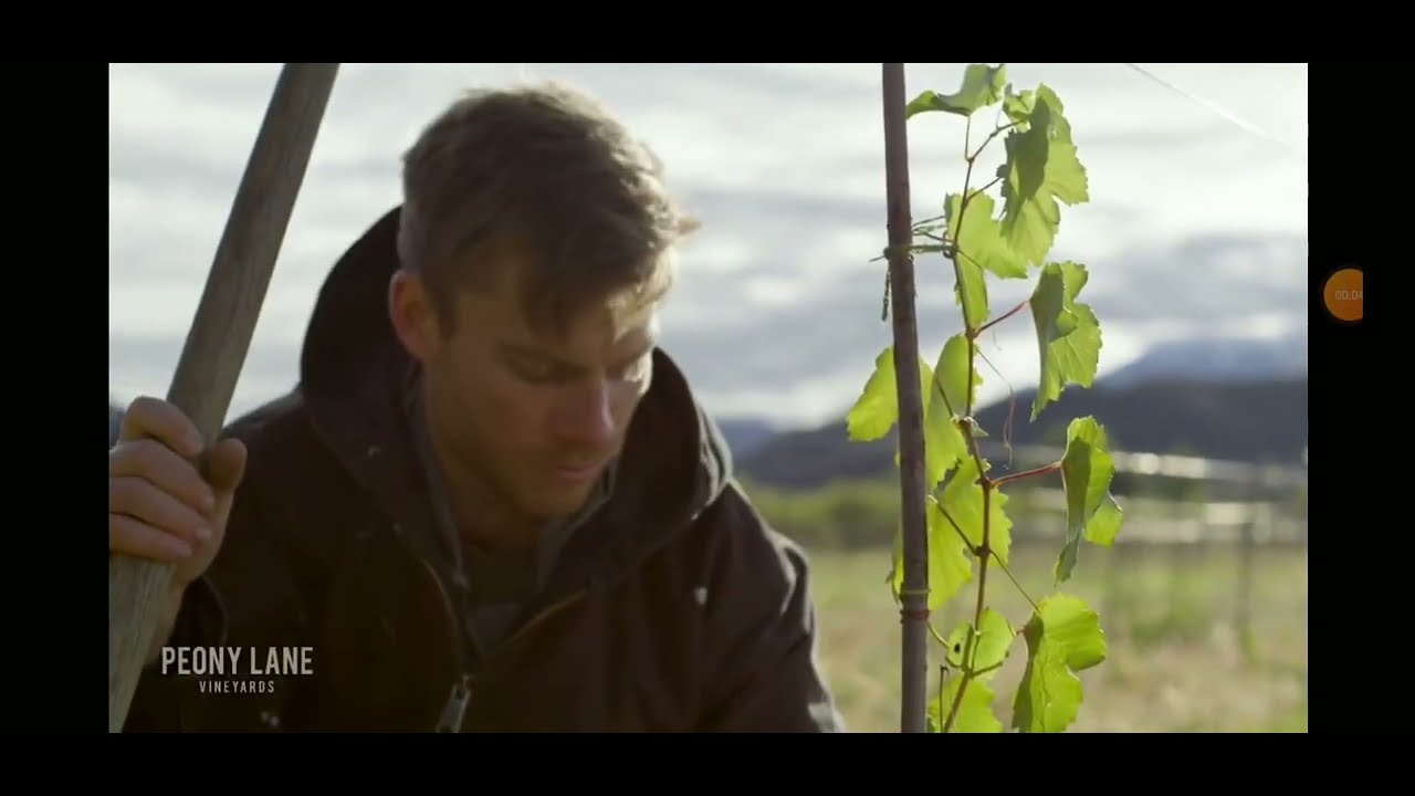 Peony Lanes Process Of Producing Wine From Bitcoiners For Everybody 