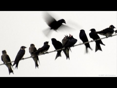 Video: Kuşlar Neden Kabloların üzerine Oturuyor Ve Elektrik çarpmıyor: Gerçekler
