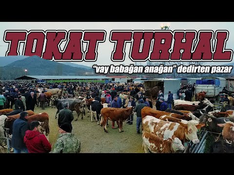 Tokat Turhal Hayvan Pazarı / Bölüm 2 / Aldığı Hayvanı 5 dakika Sonra Başkasına Sattı !!!