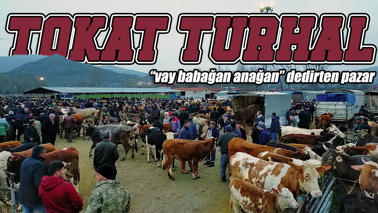 Tokat Turhal Hayvan Pazarı / Bölüm 2 / Aldığı Hayvanı 5 dakika Sonra Başkasına Sattı !!!