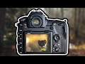 Wildlife Photography | Stoat, Roe Deer | Nikon D850 &amp; 500mm PF