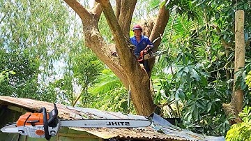 Super Hard Cuff Saw, Stihl Machine 382 / Cưa Cây Còng Siêu Khó, Máy Stihl 382 | Tập 979