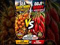 🔥 Sea Buckthorn vs Goji Berry ⚔️ | Kaun Hai Real Superfood King? 👑 #seabuckthorn