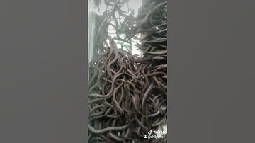 size 500 con 1 ký  nha bà con..mua lươn giống lh 0989682409, hoặc zalo 0989682409