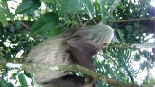 Sloth release to the wild!!