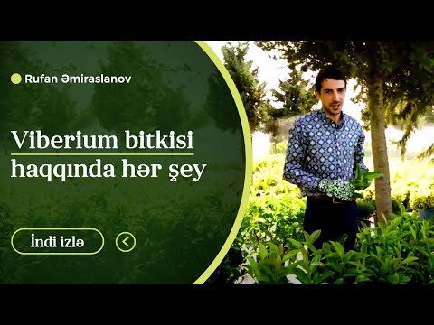 Video: Bataqlıq Azalea Baxımı: Bataqlıq Azalea Böyümə Tələbləri