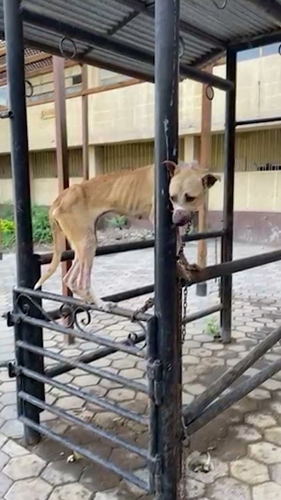 Anjing DISIKSA dan DIBUNUH di Sekolah Kedokteran Hewan Universitas Kairo