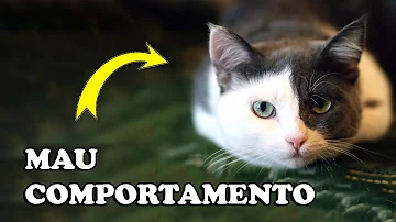 O que fazer para o gato parar de roubar comida?