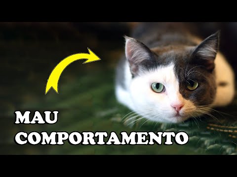 Vídeo: Por que os gatos são tão malcriados?