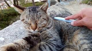 満開の桜の下でお休みしている野良猫を撫でる