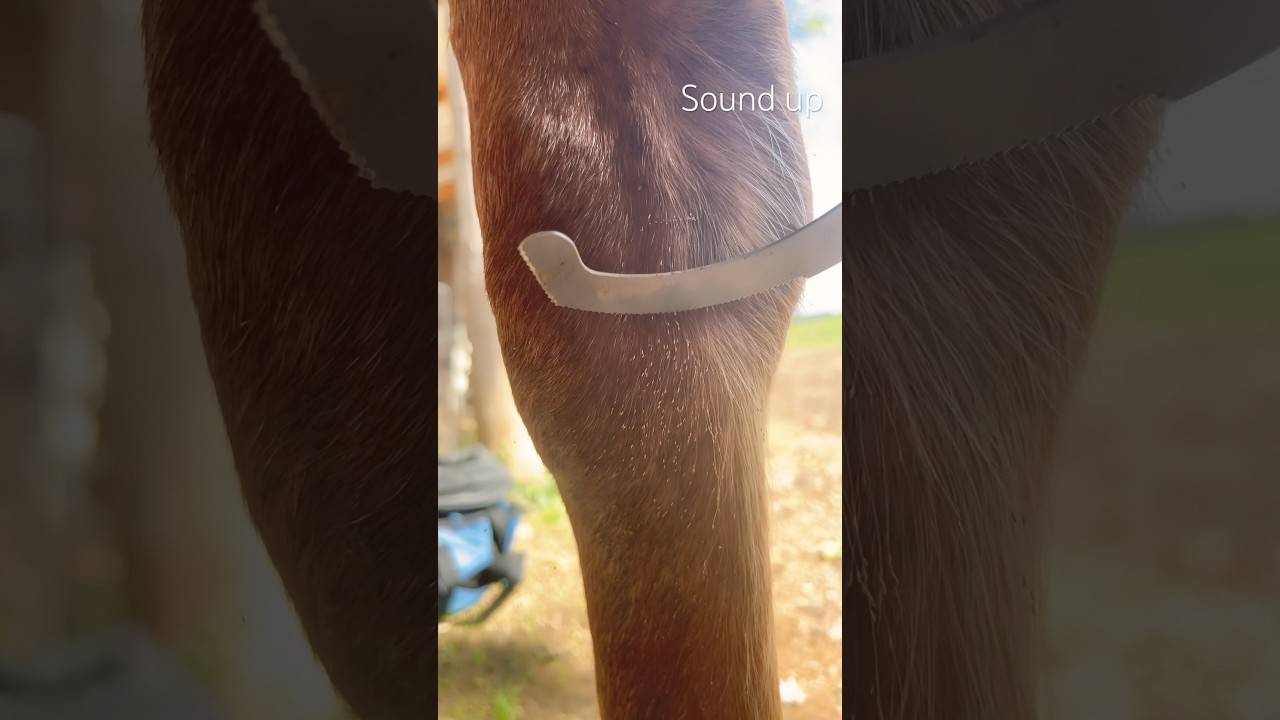 Bot fly egg removal…SOUND UP!!!!