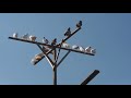 #Astrakhan #Pigeon.  Бакинские голуби Савинкова Сергея в Астрахани!