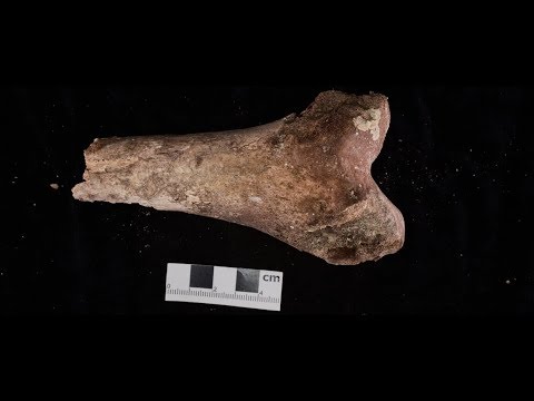 استخوان های قدیس قرن هفتم شناسایی شد