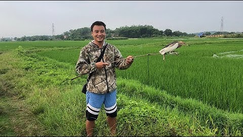 Cách bẫy vạc hiệu quả cao nhất? Anh em tham khảo