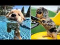Cute baby animals Videos Compilation cutest moment of the animals Cutest Puppies #7