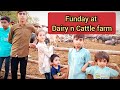 Sunday at cattle n dairy farm  dairy farm in city