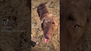 fawkes, the sweetest most loving boy Wolfgang haus German shepherds