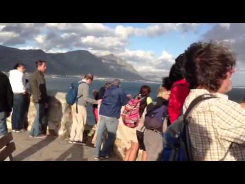 Видео: Наблюдаване на китове от Оркни