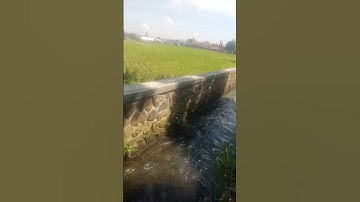 spot ikan wader di sungai irigasi kecil #fisingikanwader