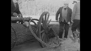 Oak Logging By Hand Epic Mill Journey!