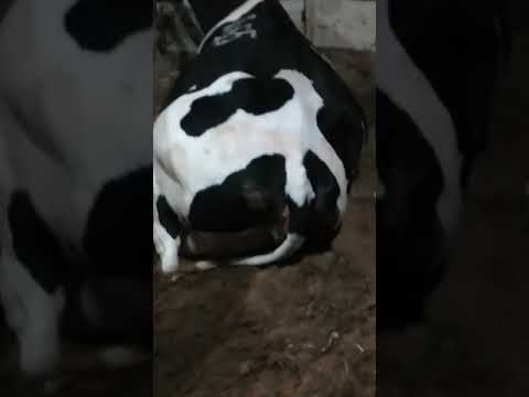 البقرة في عملية ولادة