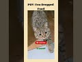 Lovely cat videos | American cat lovers | #shorts #viral #america #usa #catshorts #catmoments #funny