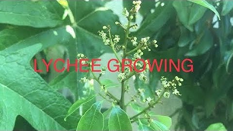 Lychee fruit tree growing in California zone 9b