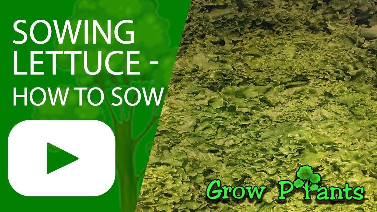 Sowing lettuce How to sow Lettuce YouTube