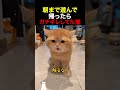 朝まで遊んで帰ったらガチギレしてた猫
