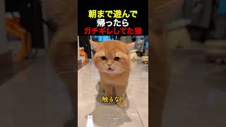 朝まで遊んで帰ったらガチギレしてた猫