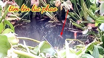 câu cá ao hoang trúng ổ toàn hugo không giật phê làm sao