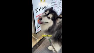 狗狗也会抑郁症吗？#动物#萌宠#宠物#可爱#animals#cute#funny