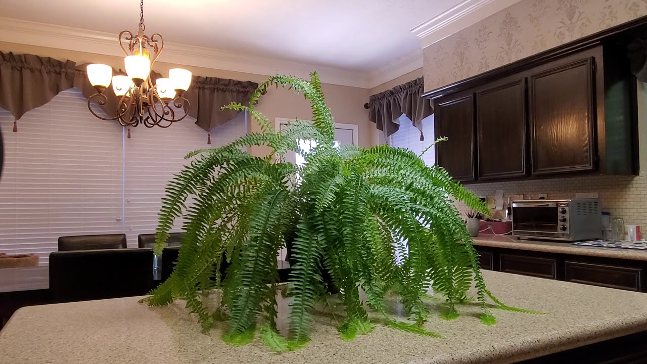 HOW TO GROW FERNS | DONNA JOSHI 