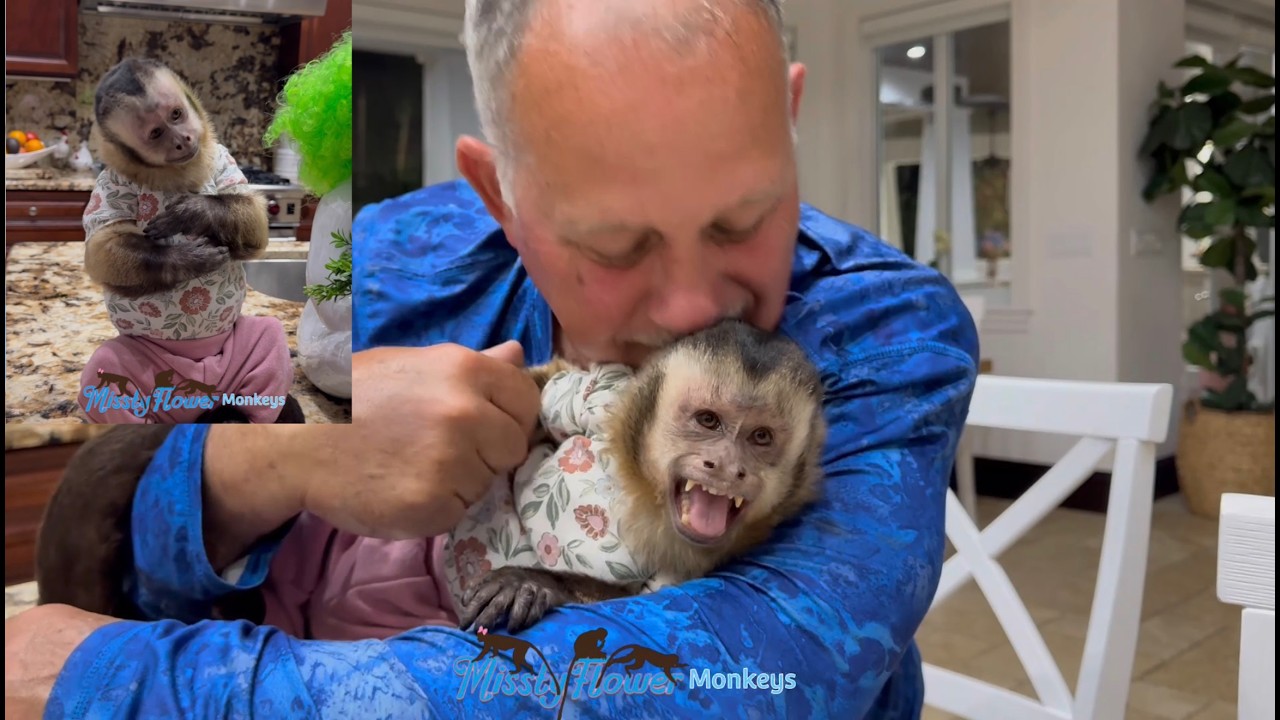 Самая любимая и избалованная обезьянка Ангелика