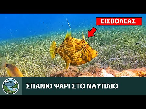 ΠΟΛΥ ΣΠΑΝΙΟ Ψάρι σε Δοκιμή Μαλάγρας Ψαρέματος στο Ναύπλιο (Stephanolepis Diaspros) - Μονόχειρος