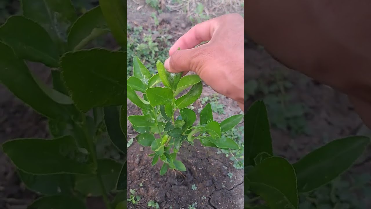 minadores en citricos