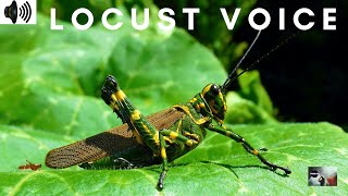LOCUST VOICE | ARCIDIDAE | GREGARIOUS | FUTURISTIC | BUZZ ||TRIZZLER|