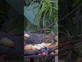 Red-legged Honeycreeper Sparkles at Panama Feeders