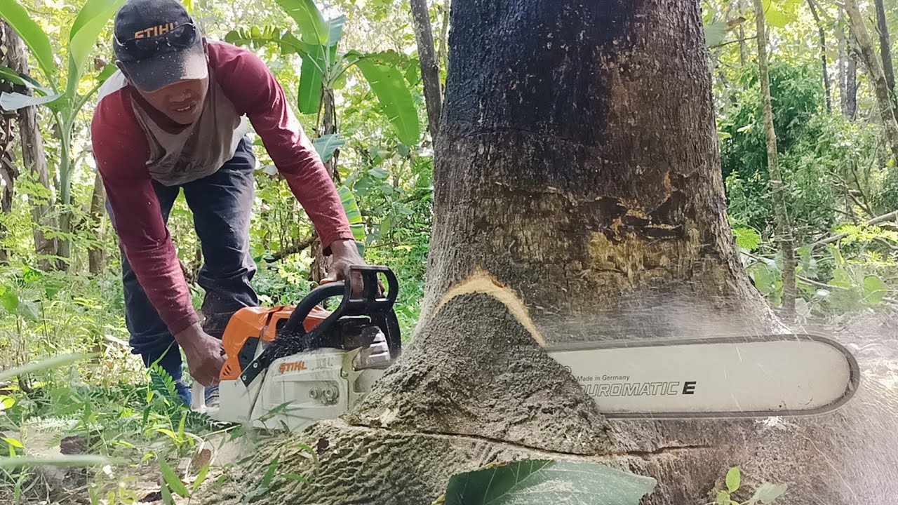 As easy as cutting bread !! Cut down 2 Trembesi trees, Husqvarna 395xp ...
