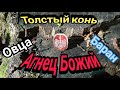 Каждый"топил"за своë животное.Дорогая находка, которая вызвала у нас споры! Сфрагистика замешкалась.