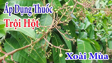 Áp dụng thuốc trội hột xoài mùa |Gốc Cù Lao|#0986289491