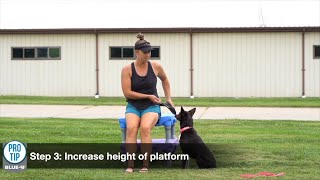 Frisbee Tricks | Teach a DOG CATCH with the KLIMB Dog Training Platform