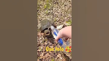 Tartaruga Jabuti Ou Cágado Tartaruga Jabuti Cágado 