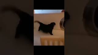 FunnyAnimals  #funnyanimals#petstagram #cuteanimals #animalovers #dailydoseofcute #funnyvideo