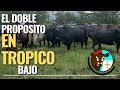 EL DOBLE PROPÓSITO EN TRÓPICO BAJO..