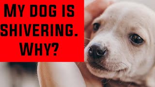 Shivering / trembling in dogs. Causes & remedies/എന്തുകൊണ്ട് നായ്ക്കൾ വിറയ്ക്കുന്നു? by petdotvet 1,108 views 3 years ago 2 minutes, 58 seconds